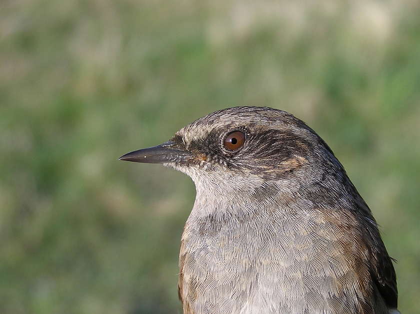 Dunnock, Sundre 20080503